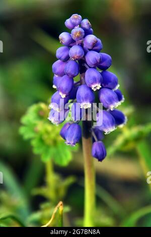 Fleur de jacinthe de raisin violet en fleur. Banque D'Images