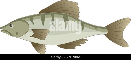 Perchoir de poisson frais sur fond blanc - illustration vectorielle Illustration de Vecteur
