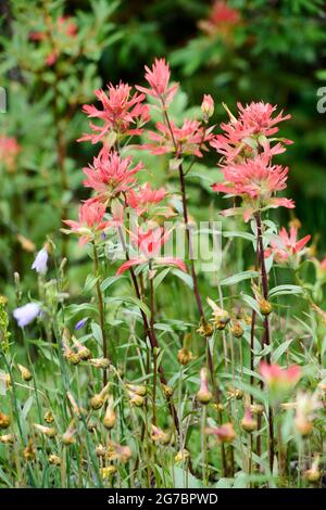 Pinceau indien rouge géant (Castijella miniata), , Kananaskis Country, Alberta, Canada. Banque D'Images