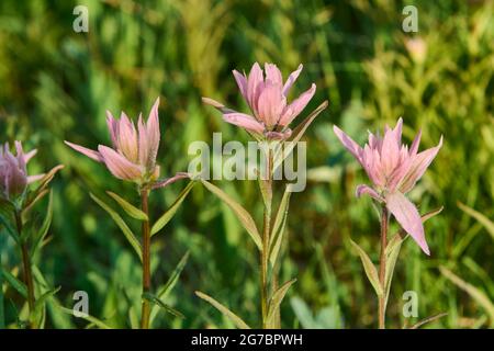 Pinceau indien rouge géant (Castilleja miniata), pinceau de ombre AKA, pinceau indien rouge plus grand, pinceau écarlate, pinceau rouge commun, SPR Banque D'Images