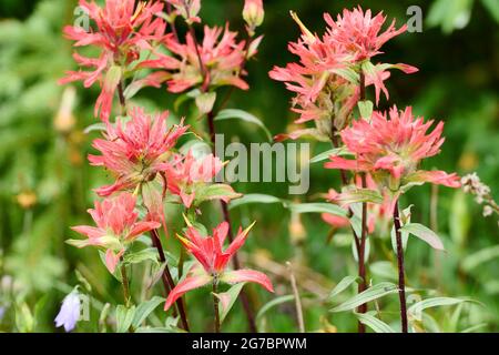 Pinceau indien rouge géant (Castijella miniata), , Kananaskis Country, Alberta, Canada. Banque D'Images