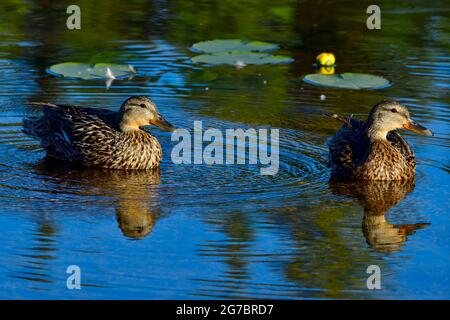 Deux femelles de canard colvert sAnas platyrhynchos; nageant en eau libre dans une région de marais dans les régions rurales du Canada de l'Alberta Banque D'Images