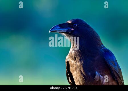 Une image portrait d'un oiseau sauvage de Corvus corax, . Banque D'Images