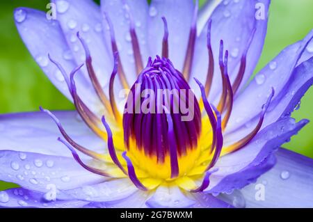 violet eau illy, violet fleur de lotus avec le pollen jaune couvert par de petites gouttelettes de pluie avec un tampon vert et une petite flaque en arrière-plan Banque D'Images