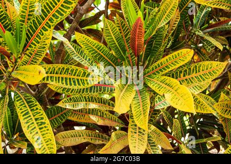 Les feuilles panachées de Croton illuminent tout paysage ou espace. Une plante tropicale qui peut être cultivée comme plante d'intérieur ou à l'extérieur dans les tropiques. Banque D'Images