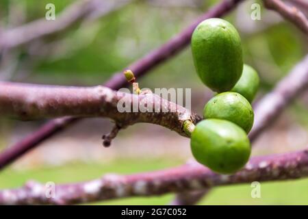 Les fruits verts cireux de la Jocote, spondias purpurea, arbre poussent avant que les feuilles se remplissent et sont aigres et nutritifs. Banque D'Images