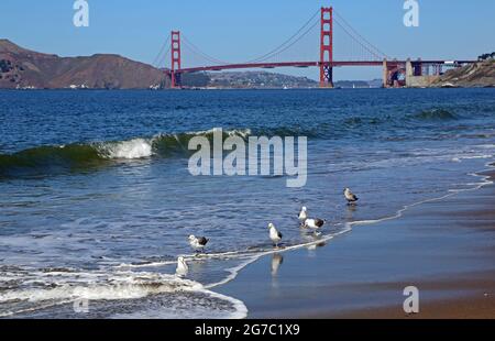 Mouettes de mer et pont du Golden Gate - San Francisco, Californie Banque D'Images