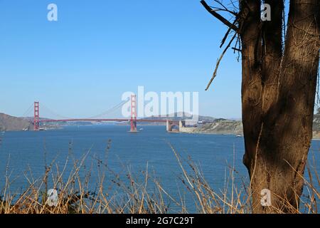 Golden Gate Bridge et arbre de tige - San Francisco, Californie Banque D'Images