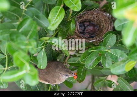 Bulbul à l'eau striée qui nourrit son bébé Banque D'Images