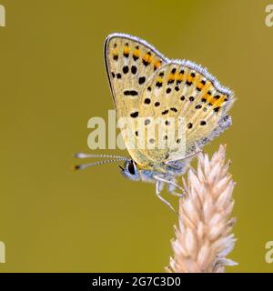 European Butterfly Sooty Copper (Lycaena tityrus) avec un arrière-plan flou, beau bokeh. Papillon dans l'environnement naturel nature de l'Europe. Banque D'Images