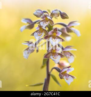 Marsh helleborine (Epipactis palustris) orchid flowers blooming aux couleurs fond jaune Banque D'Images