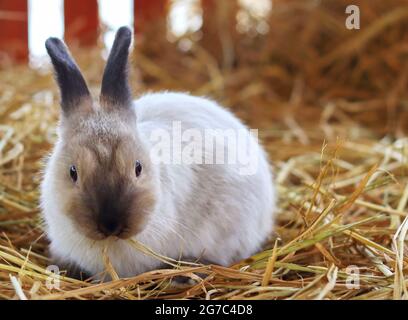 Joli lapin blanc brun sur l'herbe ou la paille Banque D'Images