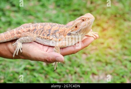 Magnifique peau de dragon barbu sur la main de l'homme. Banque D'Images