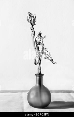 Bouquet de fleurs d'iris séchées dans un vase sur une table , à la maison indooor Banque D'Images