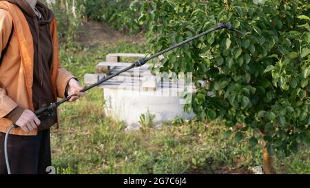 les agriculteurs pulvérisent des pesticides chimiques avec un pistolet pulvérisateur portatif pour détruire les ravageurs des jardins sur les arbres à l'extérieur dans les vergers. Banque D'Images