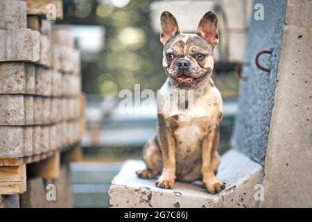 Jeune chien Bulldog français de couleur merle avec de grands yeux jaunes assis sur un bloc de béton Banque D'Images