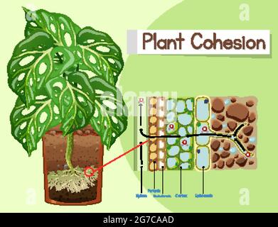 Schéma illustrant la cohésion des plantes Illustration de Vecteur