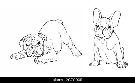 Chiots anglais et français. Chiens mignons chiot. Modèle de coloriage. Illustration numérique. Banque D'Images