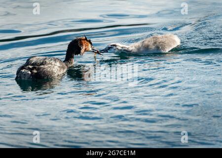 Grande mère de Grebe à crête nourrissant la poussin avec un poisson dans sa bouche, dans le lac Wanaka, île du Sud Banque D'Images