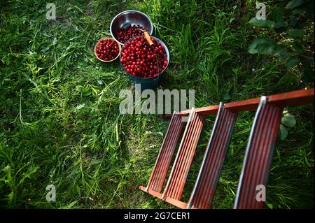 Vue de dessus d'un escabeau sur les cerises de récolte dans un seau et des bols en métal bleu, allongé sur une herbe verte dans un verger Banque D'Images