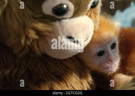 Un bébé lutung (langur Javan oriental) tenant une poupée primate. La poupée est placée autour du bébé langur pour réduire son niveau de stress pendant un traitement à l'installation vétérinaire gérée par le zoo de Bali à Gianyar, Bali, Indonésie. Banque D'Images