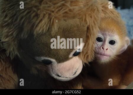 Un bébé lutung (langur Javan oriental) tenant une poupée primate. La poupée est placée autour du bébé langur pour réduire son niveau de stress pendant un traitement à l'installation vétérinaire gérée par le zoo de Bali à Gianyar, Bali, Indonésie. Banque D'Images