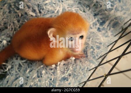 Un bébé lutung (langur de l'est de Javan) à l'installation vétérinaire gérée par le zoo de Bali à Gianyar, Bali, Indonésie. Banque D'Images