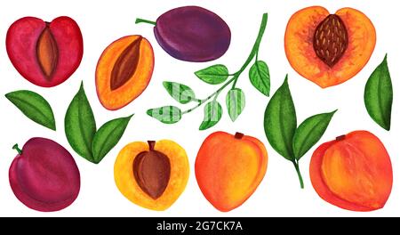 Énorme noyau de fruits d'aquarelle isolé sur fond blanc Banque D'Images