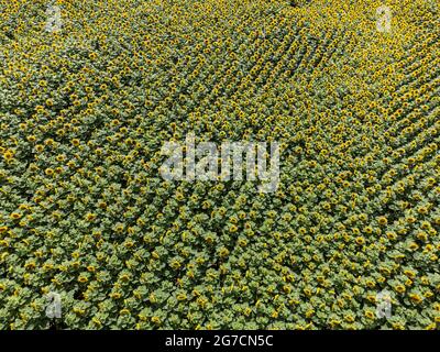 Vue aérienne d'un champ de tournesol en été Banque D'Images