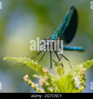 demoiselle occidentale ou demoiselle à queue jaune mâle (Calopteryx xanthostoma) Banque D'Images