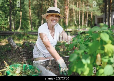 Femme âgée agriculteur t-shirt blanc, chapeau de paille, gants travaillant à l'extérieur tire les mauvaises herbes dans la campagne vert jardin printemps, nettoie le désherbage de la terre. Agriculture, notion de personnes âgées à la retraite Banque D'Images