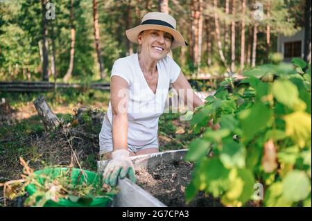 Femme âgée agriculteur t-shirt blanc, chapeau de paille, gants travaillant à l'extérieur tire les mauvaises herbes dans la campagne vert jardin printemps, nettoie le désherbage de la terre. Agriculture, notion de personnes âgées à la retraite Banque D'Images