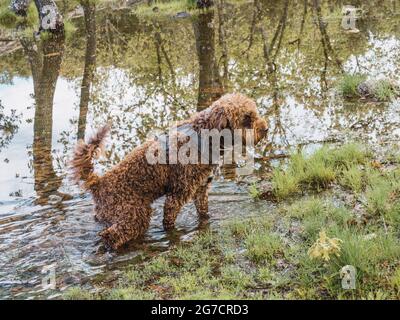 Vue latérale d'un chiot laineux debout sur le point dans le lagon. Faites dorer le chiot avec le harnais à l'intérieur de l'eau du lac. Banque D'Images