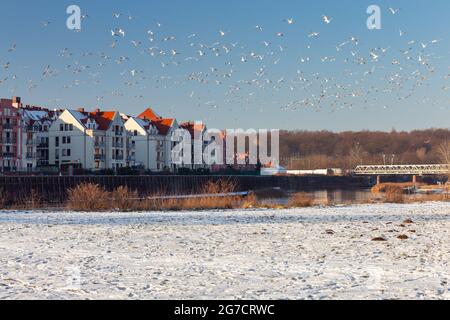 Un grand troupeau de mouettes blanches sur la promenade de la ville en hiver. Poznan. Pologne. Banque D'Images