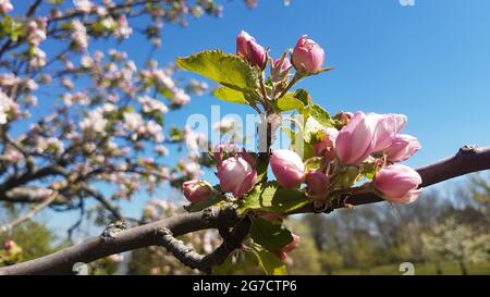 Gros plan des cerisiers en fleurs sur la branche avec des feuilles au printemps Banque D'Images