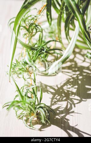 Vue rapprochée de la plante Spider (Chlorophytum). Banque D'Images