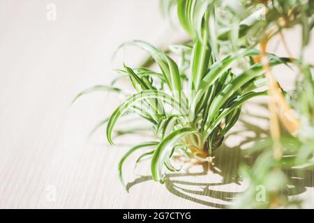 Vue rapprochée de la plante Spider (Chlorophytum). Banque D'Images