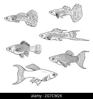 GuppY, Swordtail et molly pour la coloration. Modèles de poissons tropicaux colorés. Livre de coloriage pour les enfants et les adultes. Banque D'Images