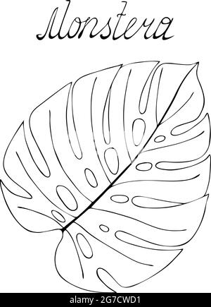 Feuille de Monstera à contour noir, dessinés à la main, style gribouillage. Lettrage. Illustration vectorielle Illustration de Vecteur