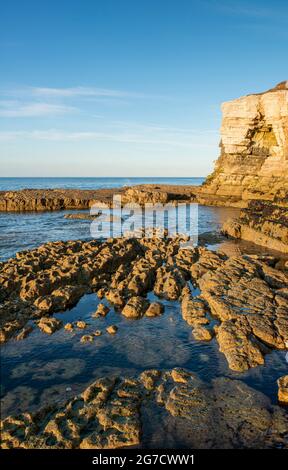 Lumière du soir sur les rochers de Thornwick Bay Banque D'Images