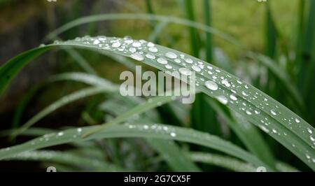 Gouttes de pluie sur la feuille d'un iris sur le côté d'un petit ruisseau Banque D'Images