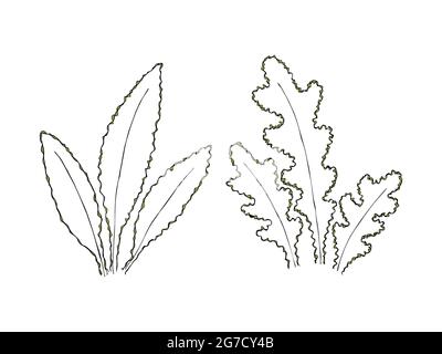 Ensemble de feuilles de branches de buissons en style griffonnage, dessin à la main, éléments pour le design, décor, arrière-plan, toile de fond, bannière. Illustration vectorielle Illustration de Vecteur