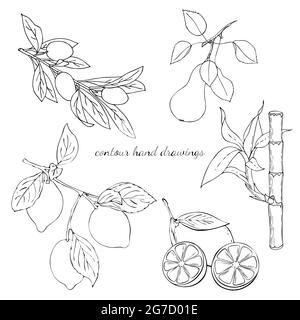 Contour des dessins à la main, contour noir, fond blanc, olives de bambou de poire citron. Pour la conception Illustration de Vecteur