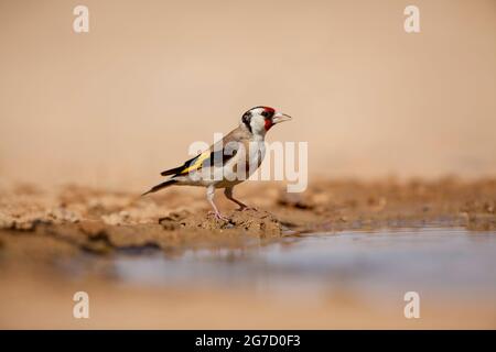 L'égorfque européen (Carduelis carduelis) près de l'eau. Ces oiseaux sont des mangeurs de graines bien qu'ils mangent des insectes en été. Photographié dans le negev de Banque D'Images