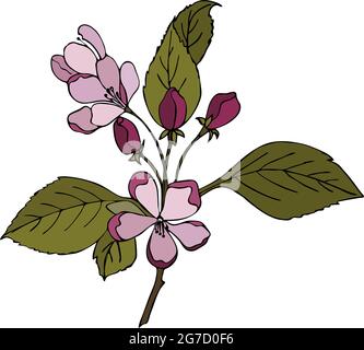 Branche de sakura de cerise en fleur, avec des feuilles, des bourgeons et des fleurs, dans le style de gribouillage, dessin à la main. Illustration vectorielle Illustration de Vecteur