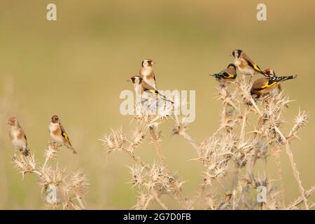 Un troupeau de lucarnes européennes (Carduelis carduelis) perchées sur une brindille. Photographié dans le nord du Néguev, en Israël, en octobre Banque D'Images