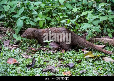 Varan terrestre varanus bengalensis Sri Lanka Banque D'Images