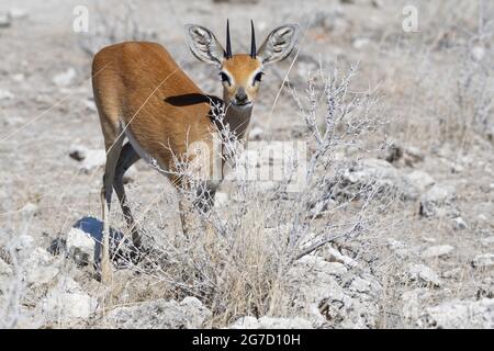 Steenbok (Raphicerus campestris), adulte mâle fourragent, Alert, Parc national d'Etosha, Namibie, Afrique Banque D'Images