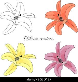 Lilium, Lily contour dessin à la main en style gribouillage sur fond blanc, isolé, rose, jaune, orange. Illustration vectorielle Illustration de Vecteur