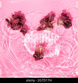 De magnifiques rosebuds éclabousser dans l'eau sur fond rose pastel. Sous le soleil d'été. Concept d'été minimal. Saint-Valentin, fête des mères pour les femmes. Banque D'Images